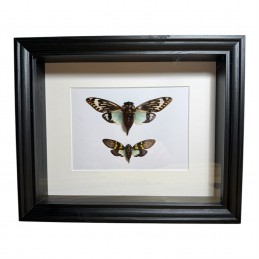 2 Cigales cadre Noir 20 x...