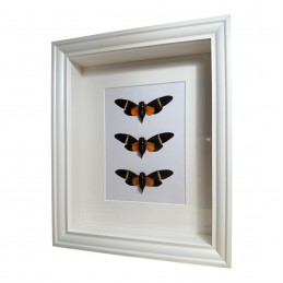 3 Cigales cadre Blanc 20 x...