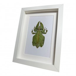 Phyllium cadre Blanc 13 x...