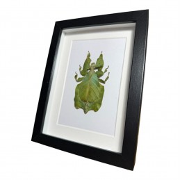 Phyllium cadre Noir 13 x 18 cm