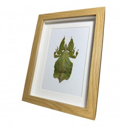 Phyllium cadre Bois 13 x 18 cm