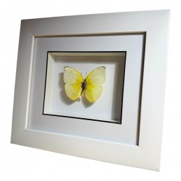 Catopsilia N°1 cadre Blanc...