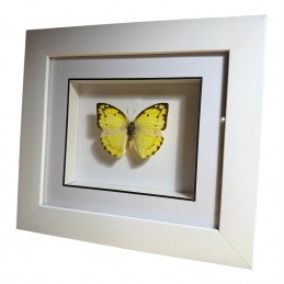 Catopsilia N°2 cadre Blanc...