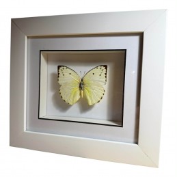 Catopsilia N°3 cadre Blanc...