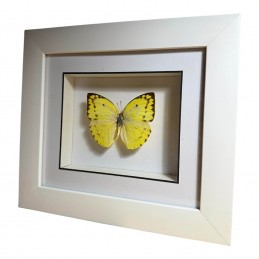 Catopsilia N°4 cadre Blanc...