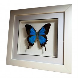 Papilio ulysses cadre Blanc...