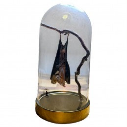 Véritable chauve-souris...