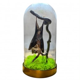 Véritable chauve-souris...