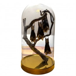 Véritable chauve-souris...