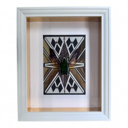 Mecynorhina torquata...