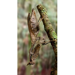 Parablepharis kuhlii...