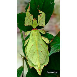 cryptophyllium sp...