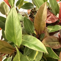 PHILODENDRON CHERRY RED
