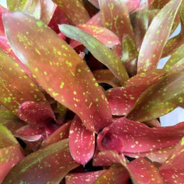 Neoregelia Ruby