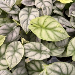 ALOCASIA SILVER DRAGON