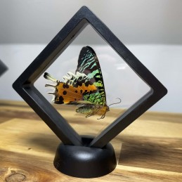 Urania ripheus modèle 9 x 9 cm