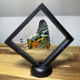 Urania ripheus modèle 11 x...