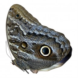 Caligo illioneus oberon A1♂