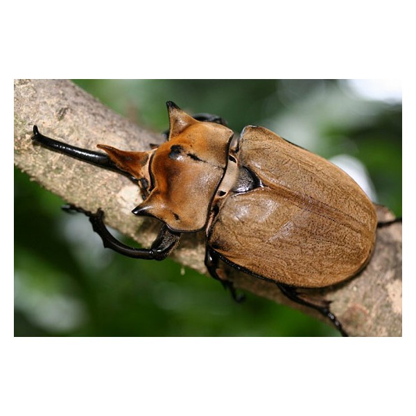 Megasoma elephas elephas