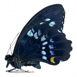 Papilio gambrisius colossus...