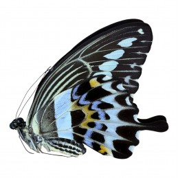 Papilio gigon gigon A1