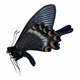 Papilio maackii maackii...
