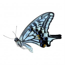 Papilio xuthus xuthus...