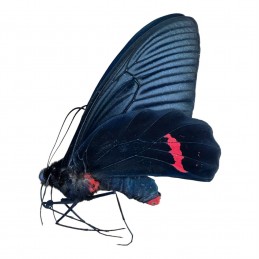 Atrophaneura dixoni...