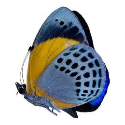 Asterope markii davisii A1