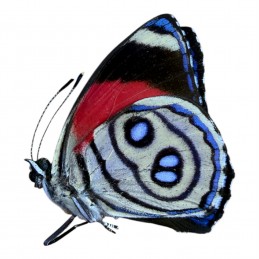 Callicore hystaspes A1