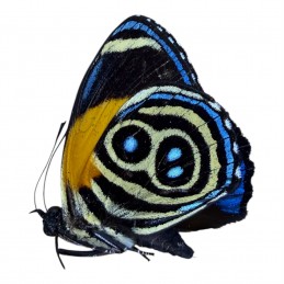 Callicore eunomia A1