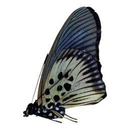 Pseudacraea clarki egina A1
