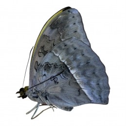 Cymothoe egesta confusa A1