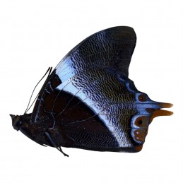 Palla violinitens A1