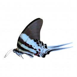 Graphium dorcus dorcus A1