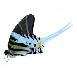 Graphium androcles A1