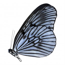 Idea blanchardi kuhni A1