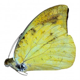 Hebomoia leucippe daemonis A1