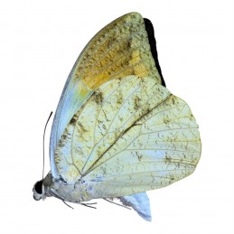 Hebomoia glaucippe...