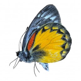 Delias oraia oraia M A1