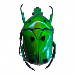 Heterorrhina sexmaculata...