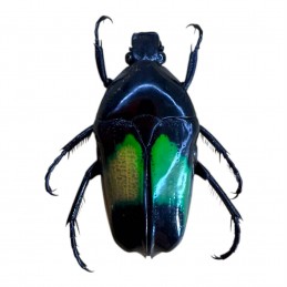 Dicheros modestus A1