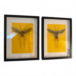 Macrolyristes corporalis –...