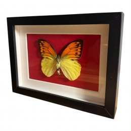 Hebomoia leucippe daemonis...