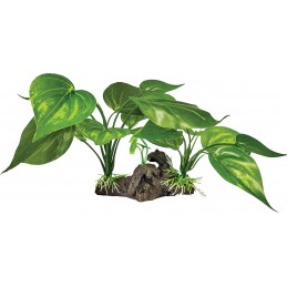 REPTO PLANT SUR DECO VERTE...