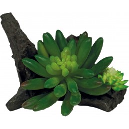 REPTO PLANT SUCCULENTE SUR...