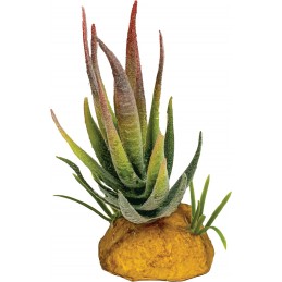 REPTO PLANT ALOE POINTE ROUGE