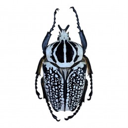 Goliathus orientalis 86 MM A1♂