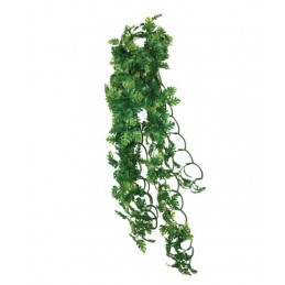 Philodendron Plant - 60 cm