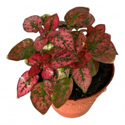 HYPOESTES rouge